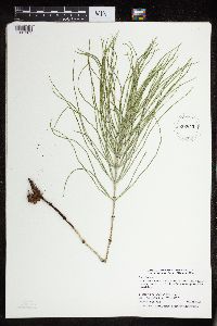 thumbnail image of current specimen