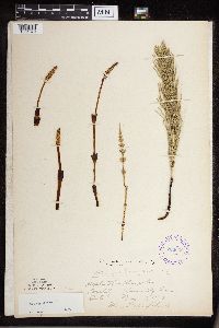 Thumbnail image of current specimen