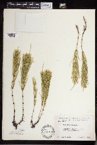 Thumbnail image of current specimen