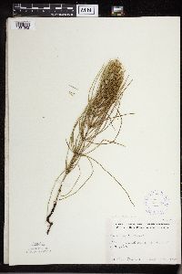 thumbnail image of current specimen