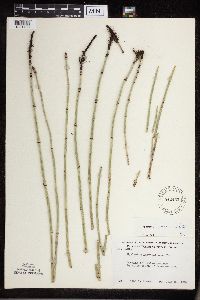Equisetum x ferrissii image