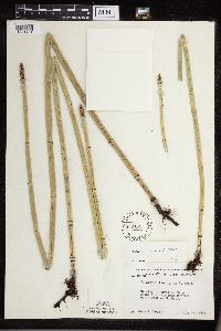Equisetum x ferrissii image