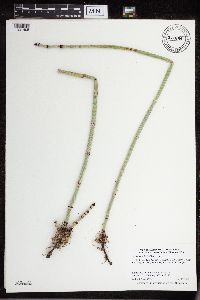 Equisetum x ferrissii image