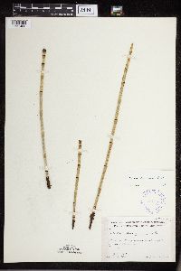 Equisetum x ferrissii image