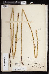 Equisetum x ferrissii image