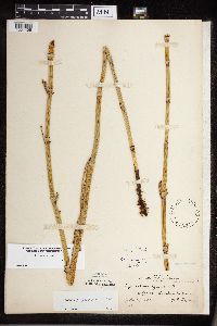 Equisetum x ferrissii image