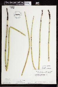 Equisetum x ferrissii image