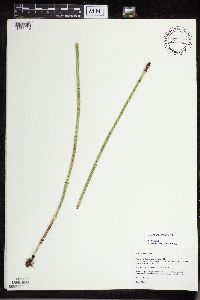 Equisetum x ferrissii image
