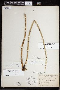 Equisetum x ferrissii image
