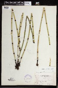 Equisetum x ferrissii image