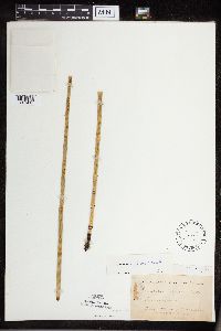 Equisetum x ferrissii image