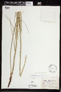 Equisetum x ferrissii image