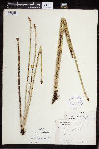 Equisetum x ferrissii image