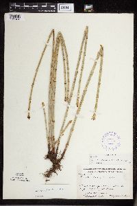 Equisetum x ferrissii image