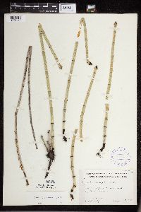 Equisetum x ferrissii image