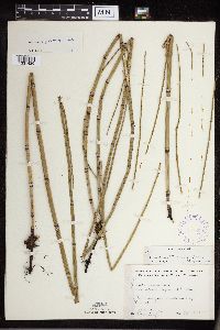 Equisetum x ferrissii image
