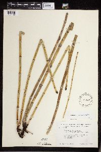 Equisetum x ferrissii image