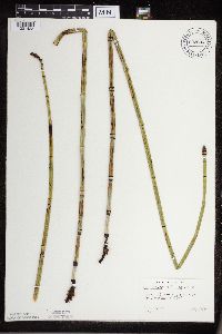 Equisetum x ferrissii image