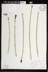 Equisetum x ferrissii image