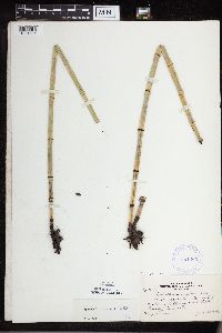Equisetum x ferrissii image