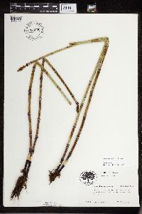 Equisetum x ferrissii image