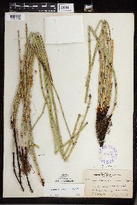 Equisetum x ferrissii image