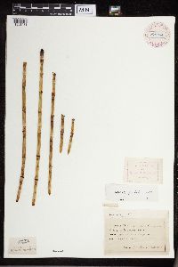 Equisetum x ferrissii image