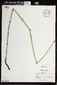 Equisetum x ferrissii image