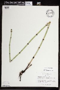 Equisetum x ferrissii image