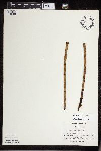 Equisetum x ferrissii image