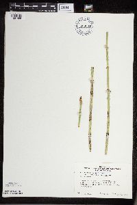Equisetum x ferrissii image