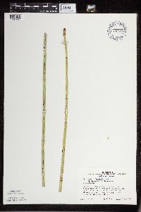 Equisetum x ferrissii image