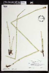 Equisetum x ferrissii image