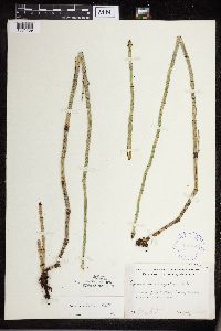 Equisetum x ferrissii image