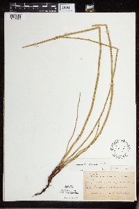 Equisetum x ferrissii image