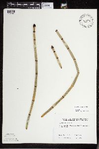 Equisetum x ferrissii image