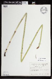 Equisetum x ferrissii image