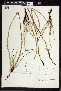Equisetum x ferrissii image