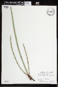 Equisetum x ferrissii image