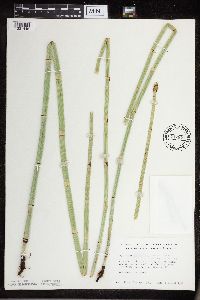 Equisetum x ferrissii image