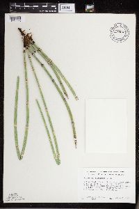 Equisetum x ferrissii image