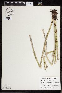 Equisetum x ferrissii image