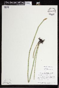 Equisetum x ferrissii image