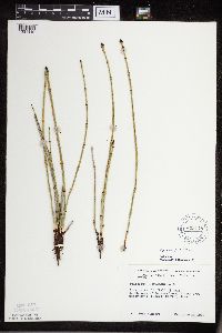 Equisetum x ferrissii image