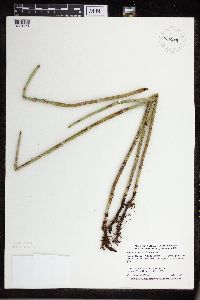 Equisetum x ferrissii image