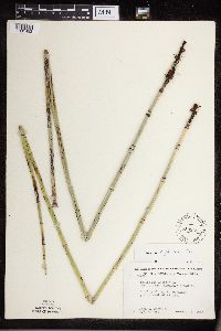 Equisetum x ferrissii image