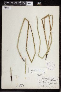 Equisetum x ferrissii image