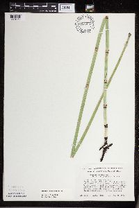 Equisetum x ferrissii image
