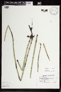 Equisetum x ferrissii image