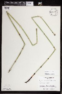 Equisetum x ferrissii image